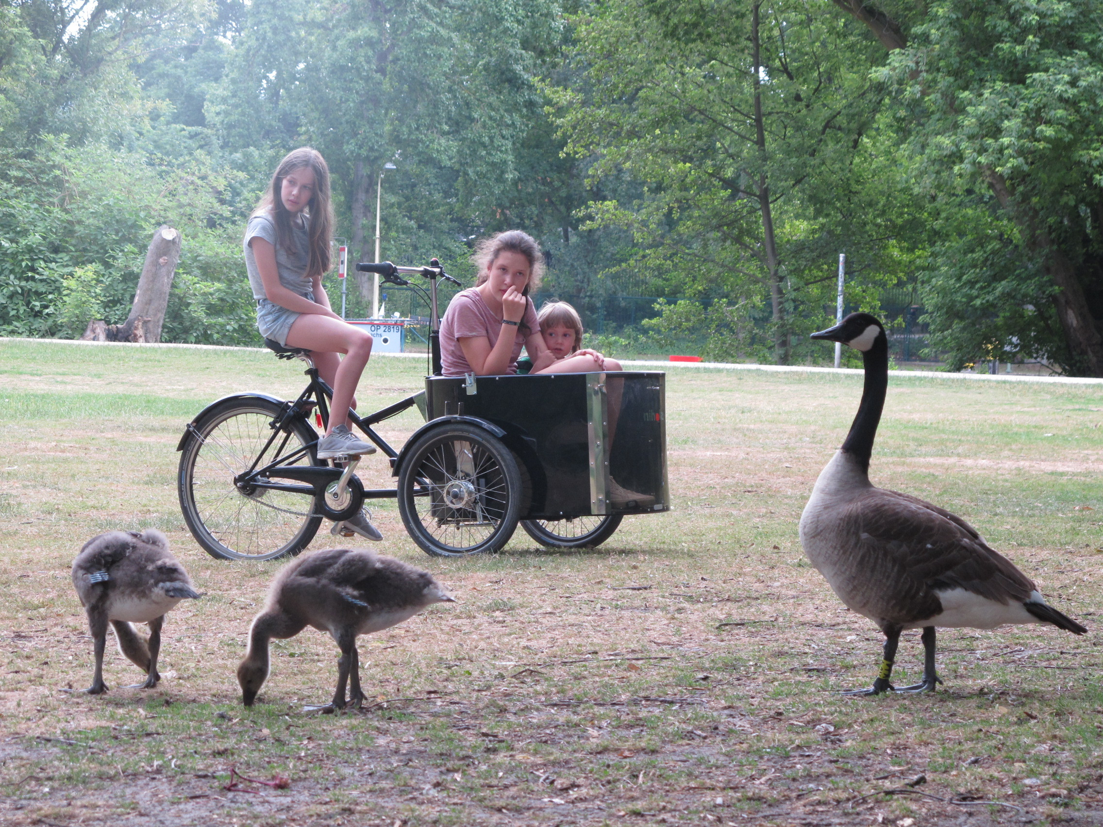 Gänse im Berliner Tiergarten